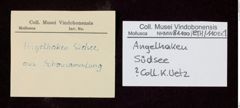 Etikett zu Angelhaken (NHMW-ZOO-MO-0081100-ETH-110)